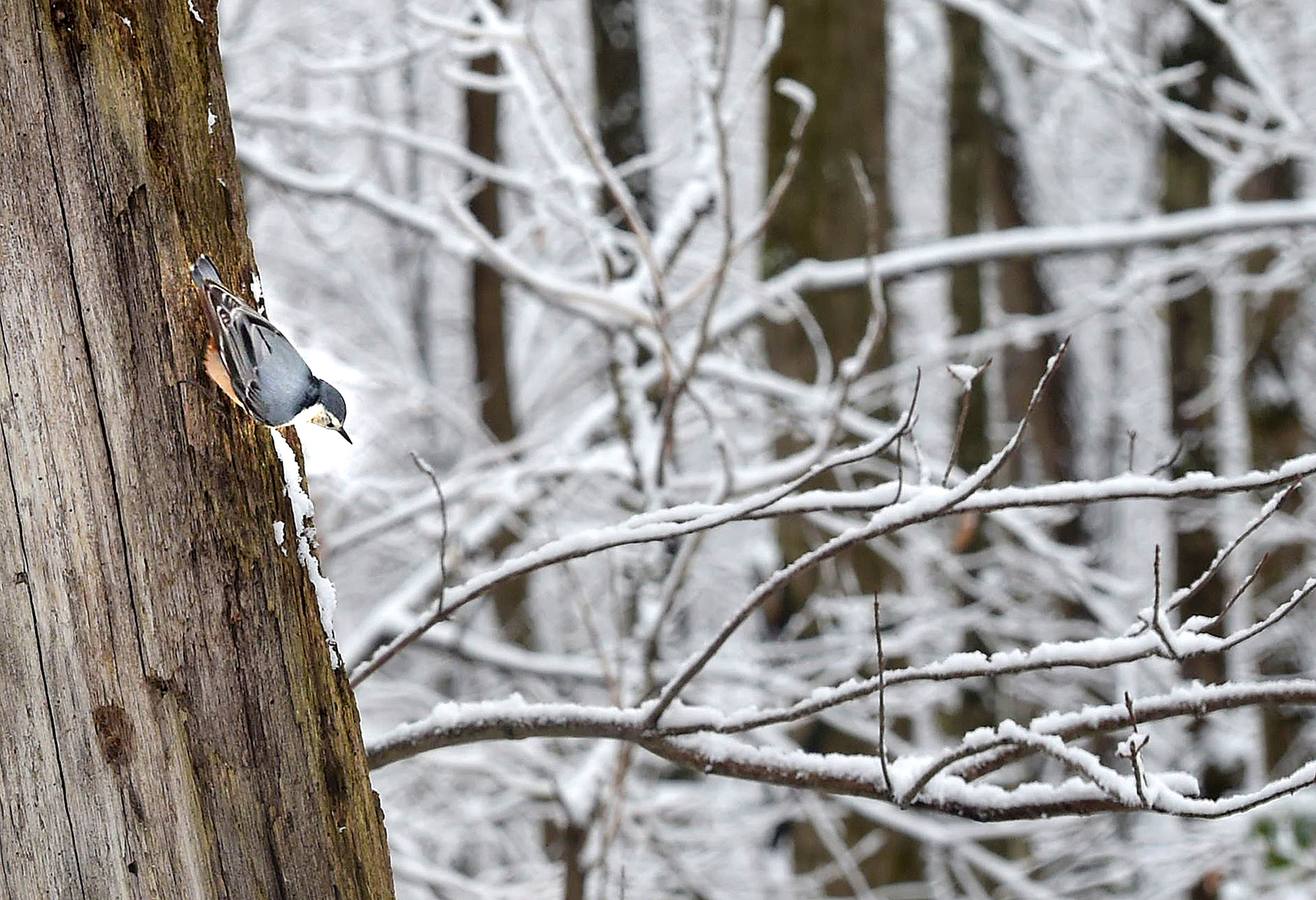 Christmas Bird Count